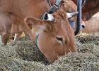 Производство продукции животноводства сохраняет положительную динамику в 2022 году